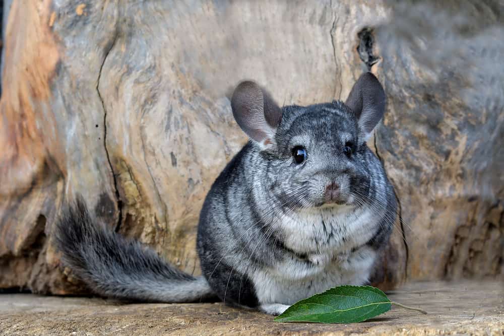 This is a close look at a chinchilla sitting on a tree.