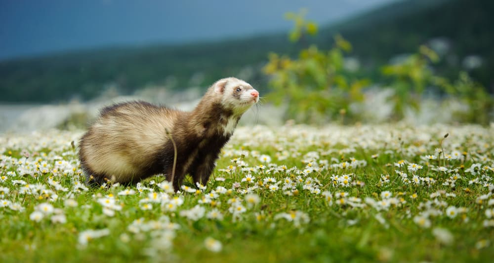 A ferret standing on a flower garden with small white flowers.