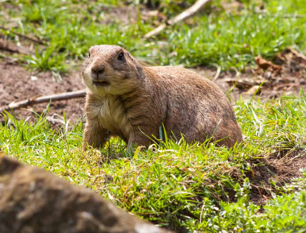 This is a close look at a gopher on the grass.