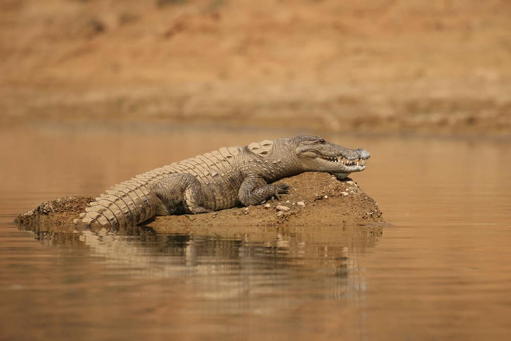 A close look at a mugger crocodile in the middle of its hunt.