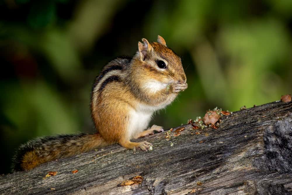 This is a close look at a chipmunk eating on a tree.