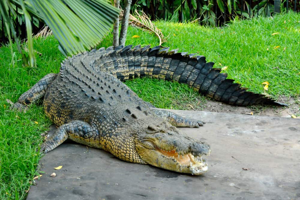This is an estuarine crocodile on a tropical setting.