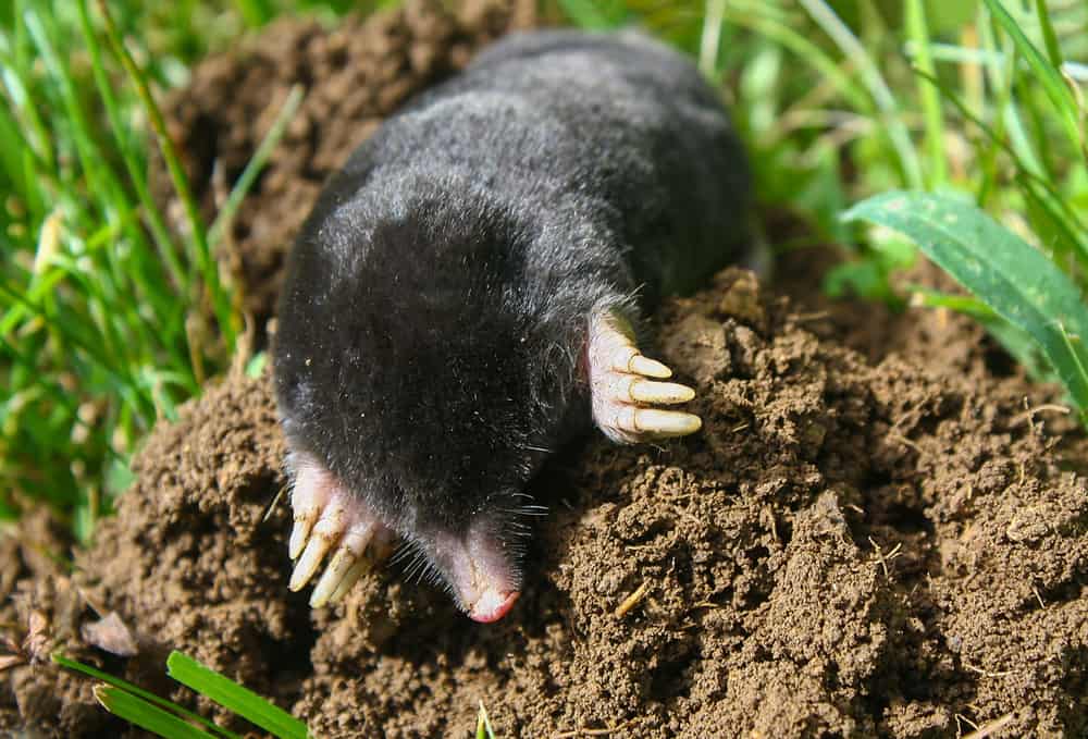 This is a mole burrowing out of ground.