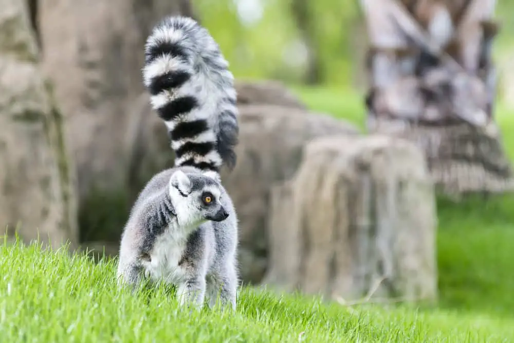 A ring-tailed cat lemur walking on the grass.