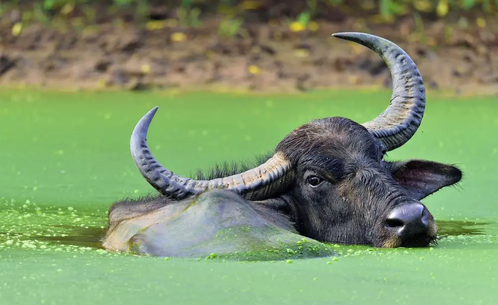 This is an adult Water Buffalo submerged at a pond.