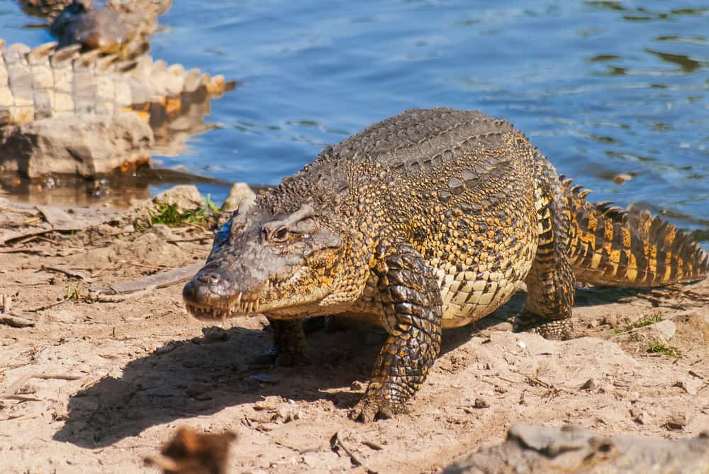 This is a close look at a Cuban crocodile walking out of the water.
