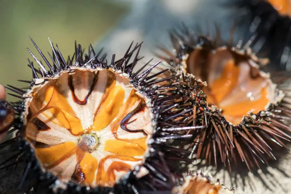 This is a close look at fresh sea urchins.