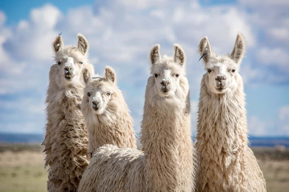 This is a close look at a herd of white fur Llamas.