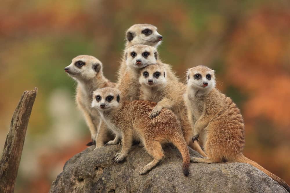 A group of meerkats on a rock.