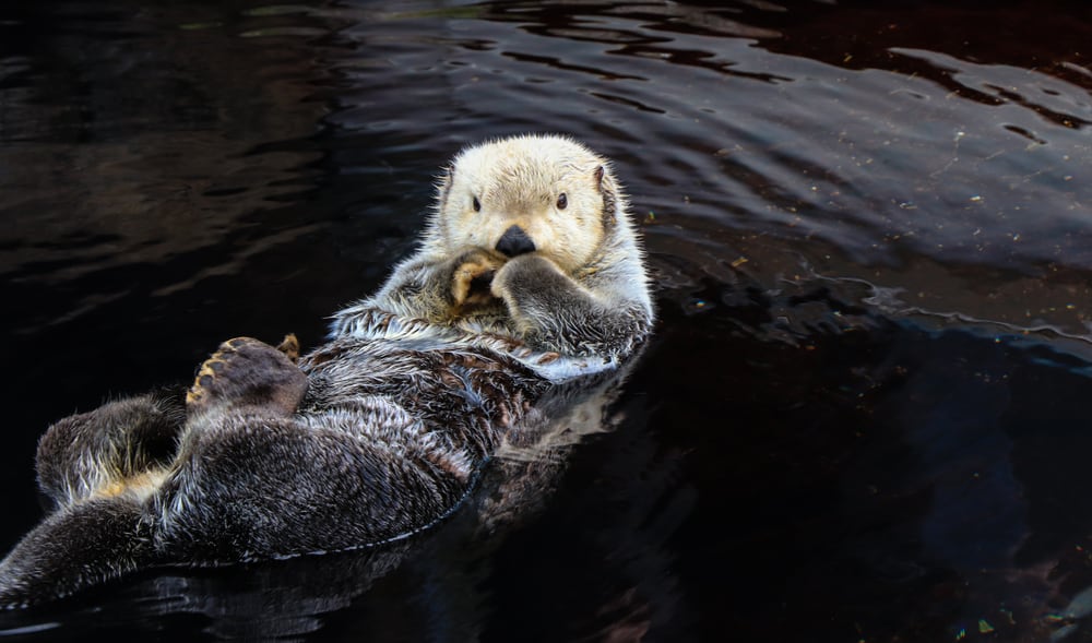 A sea otter floating on water.