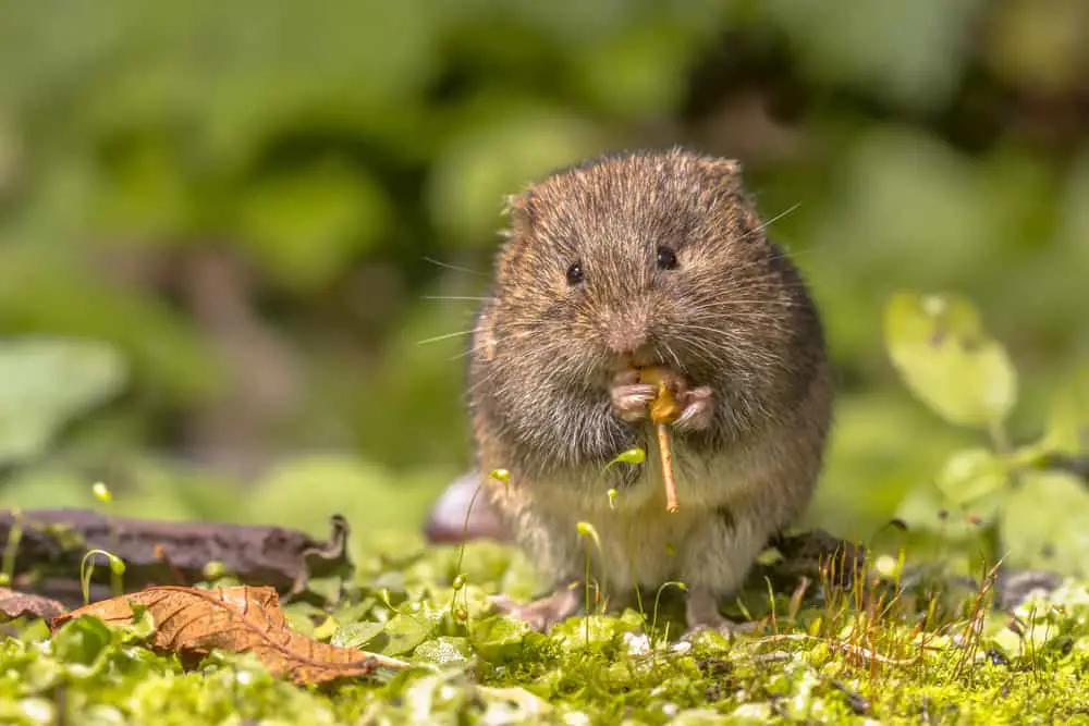 A field vole eating a plant.