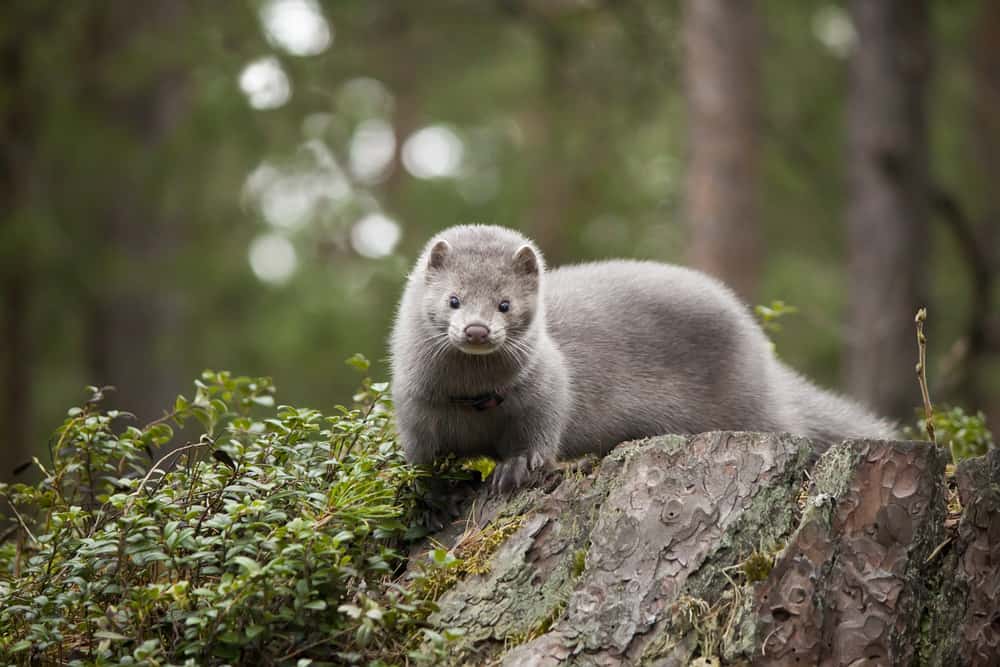 This is an adult mink standing on a tree stump.