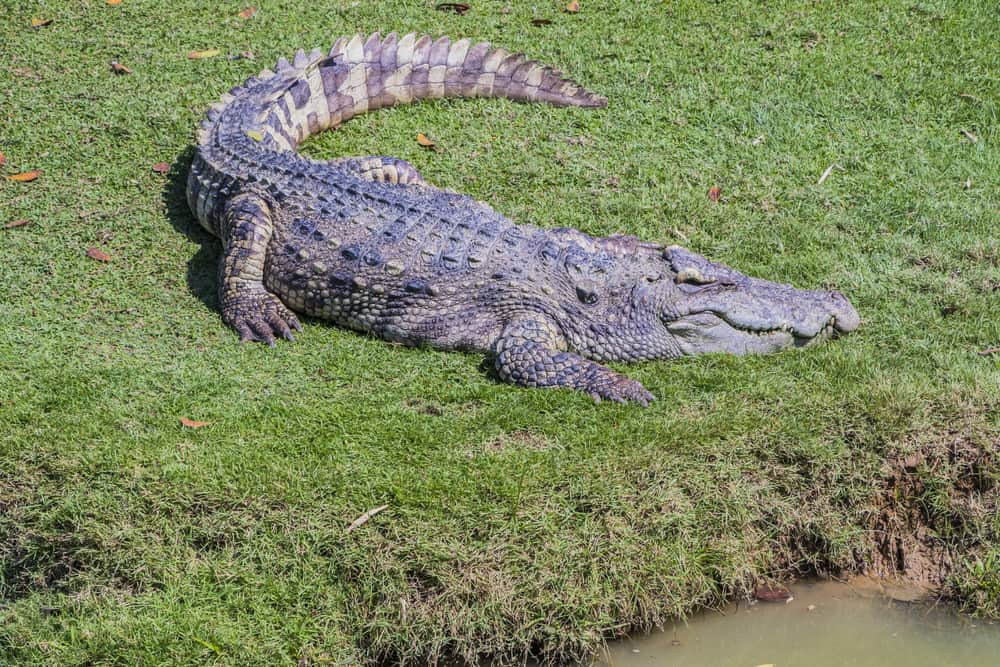 This is an adult siamese crocodile on the grass by the water.