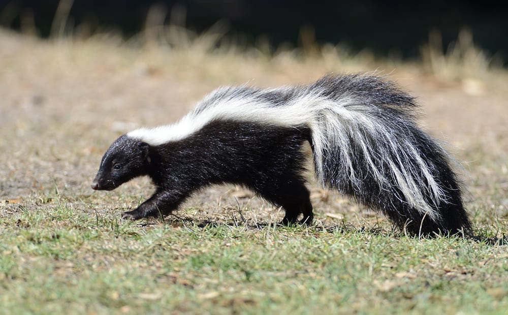 This is a close look at a skunk walking on a grass field.