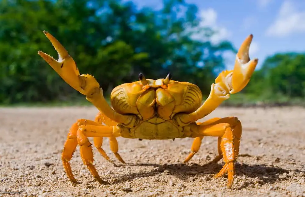 This is a close look at a yellow land crab at the beach.