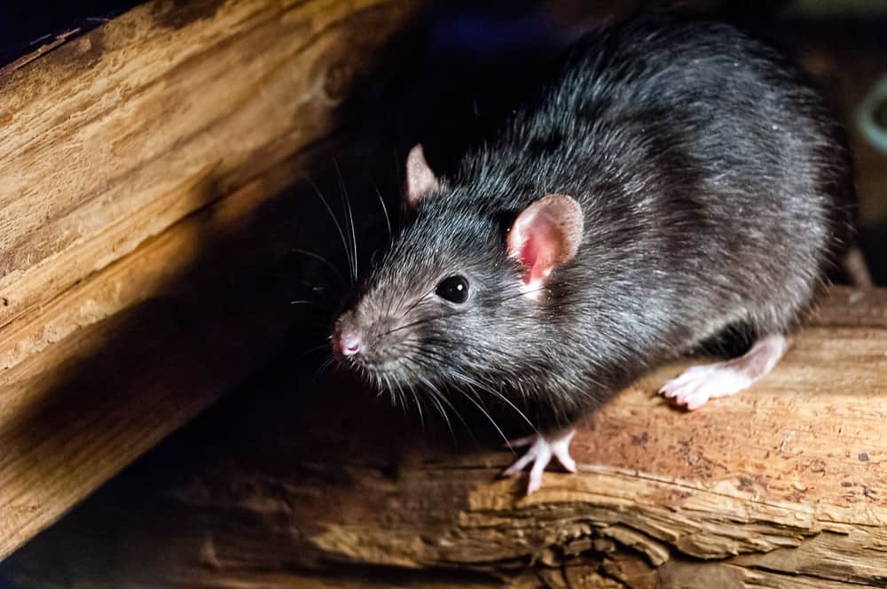 A close look at a black rat by the wood beams of the house.