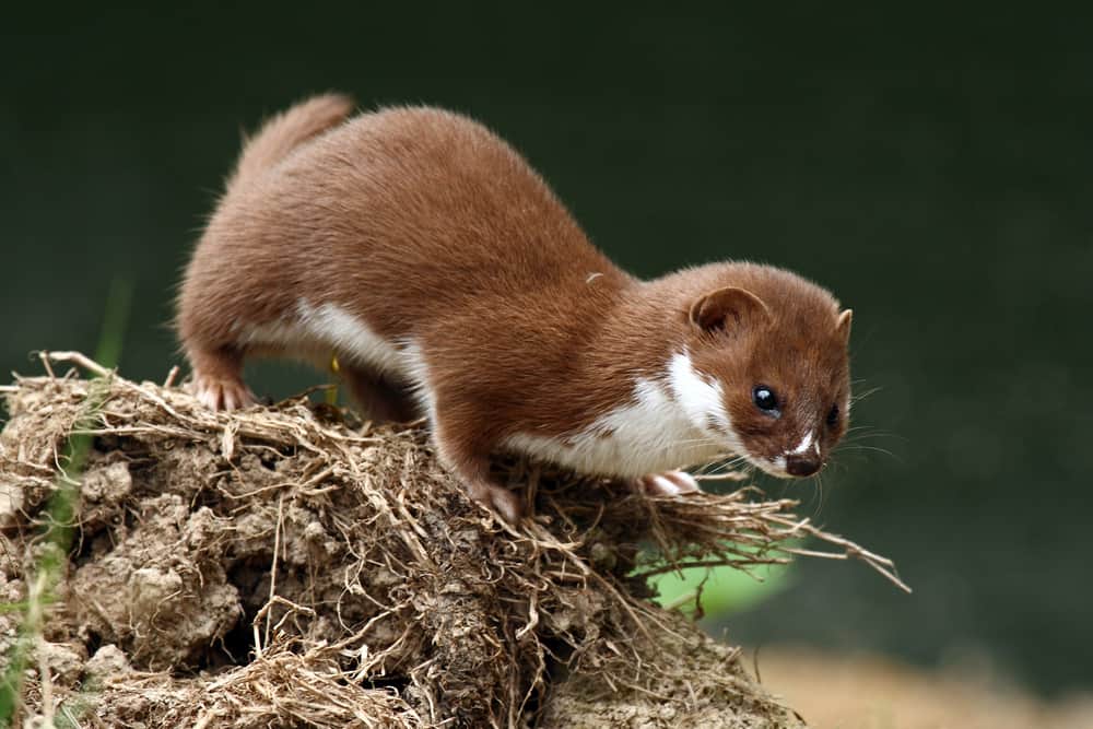 A brown weasel preparing to jump.