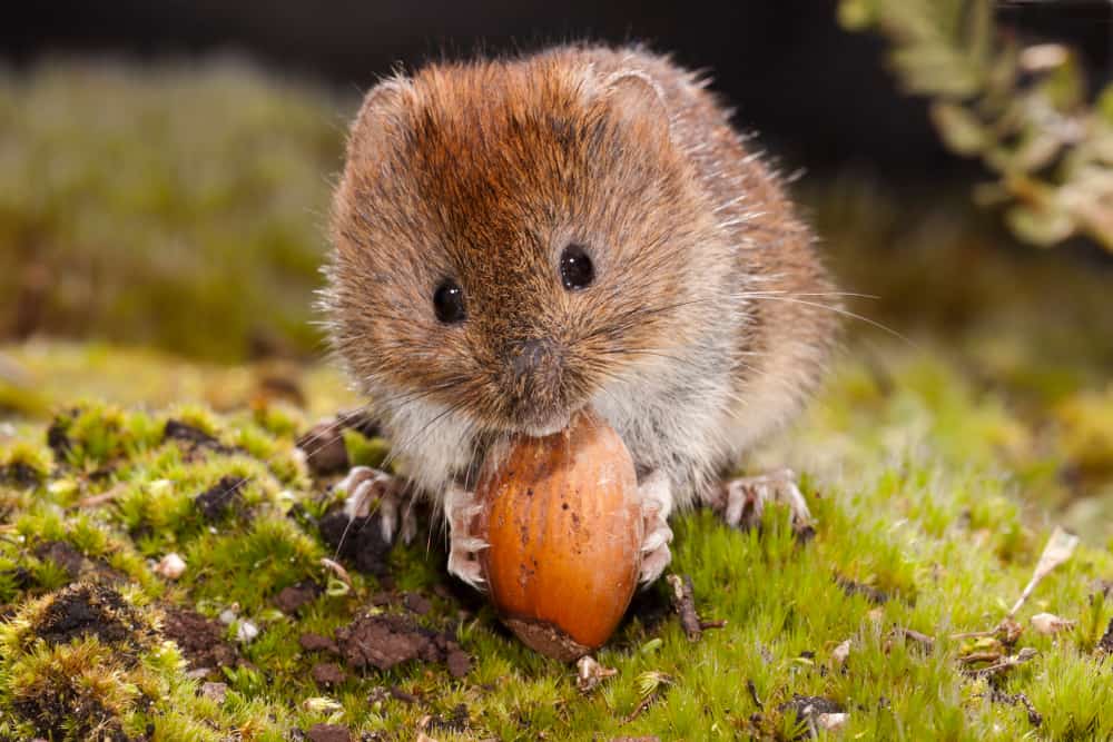 A small brown adult vole eating a nut.