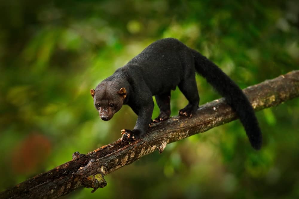 An adult tayra walking on a tree branch.
