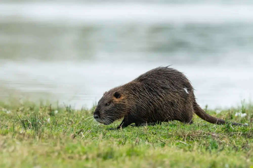 An adult coypus walking out of water.