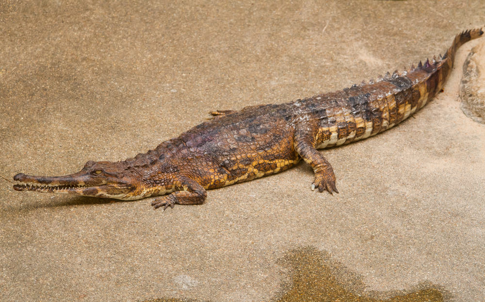 An adult false gharial resting on a rocky ground.