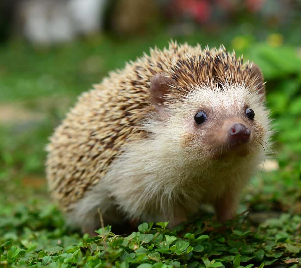A close look at a hedgehog on a clover field.