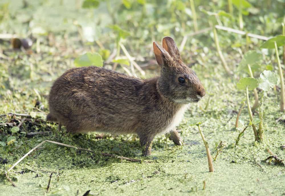 This is a marsh rabbit on a swamp.