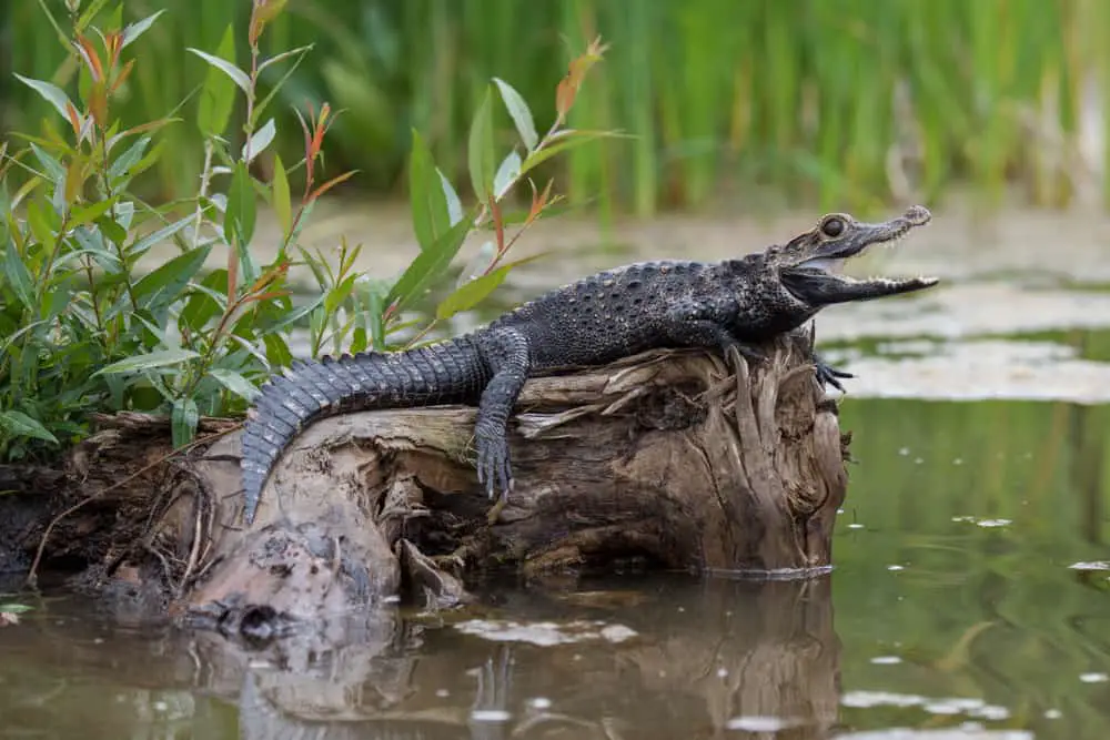 A young black caiman resting on a a log by the water.