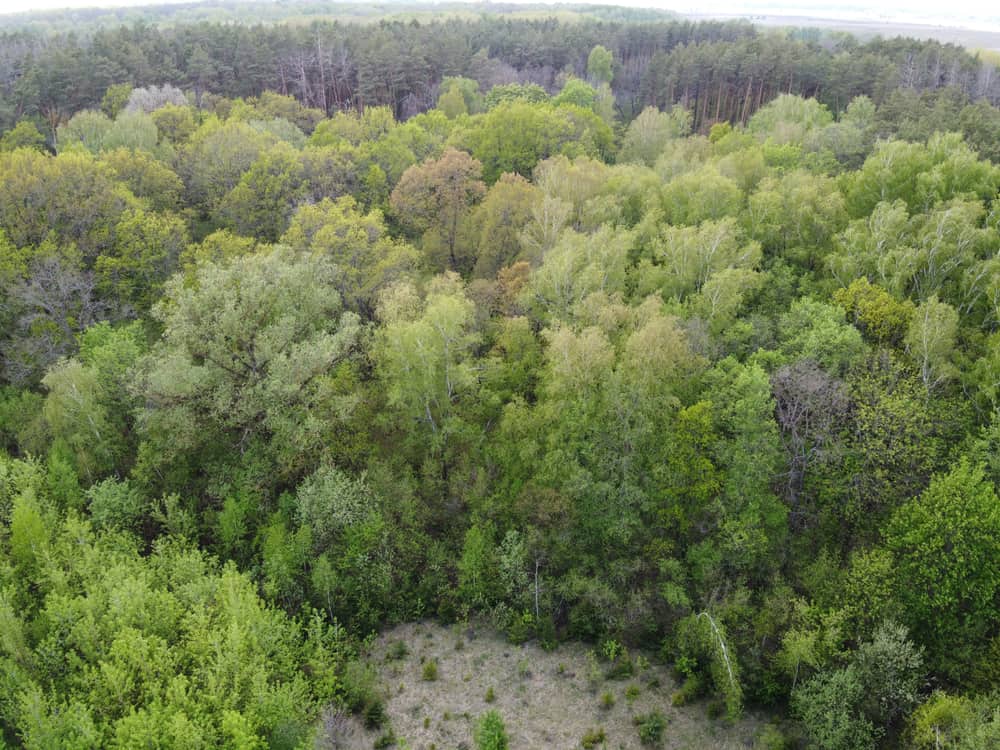 This is an aerial view of a temperate forest during spring.
