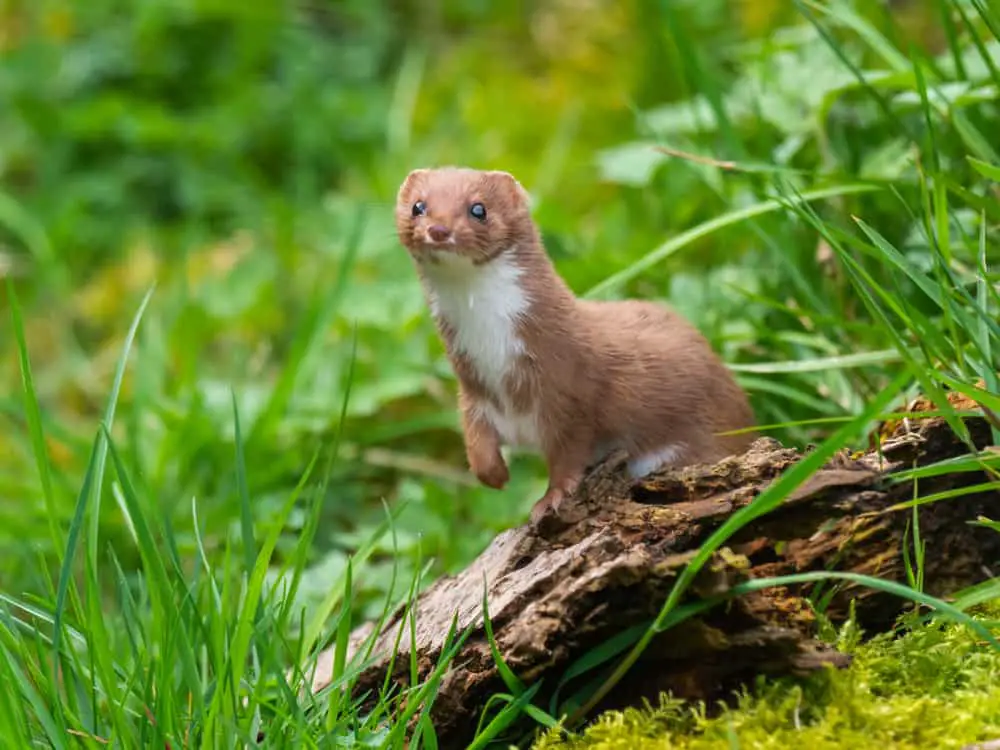 A brown weasel on a grass field.