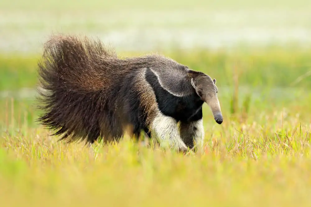 A giant anteater walking on a grassy field.