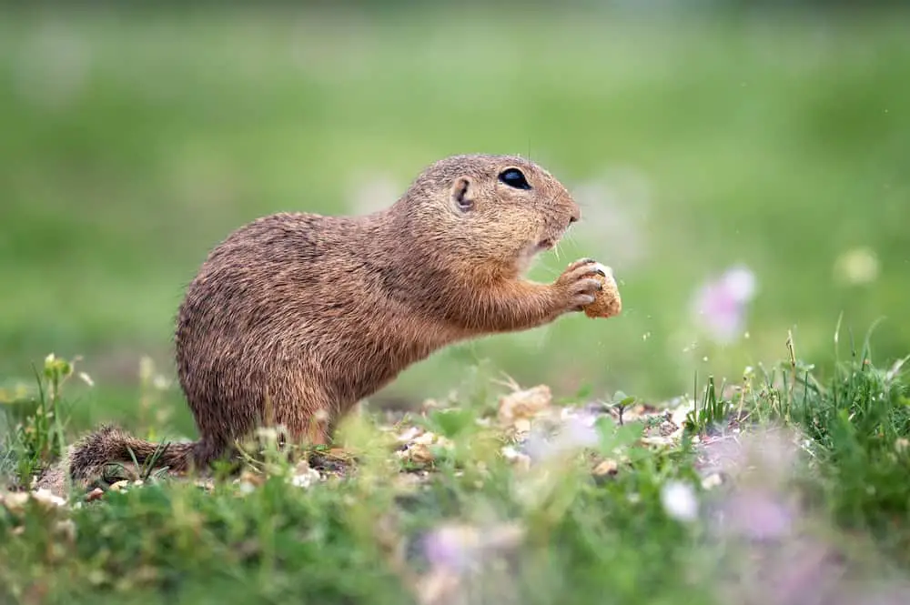 A gopher eating a nut.