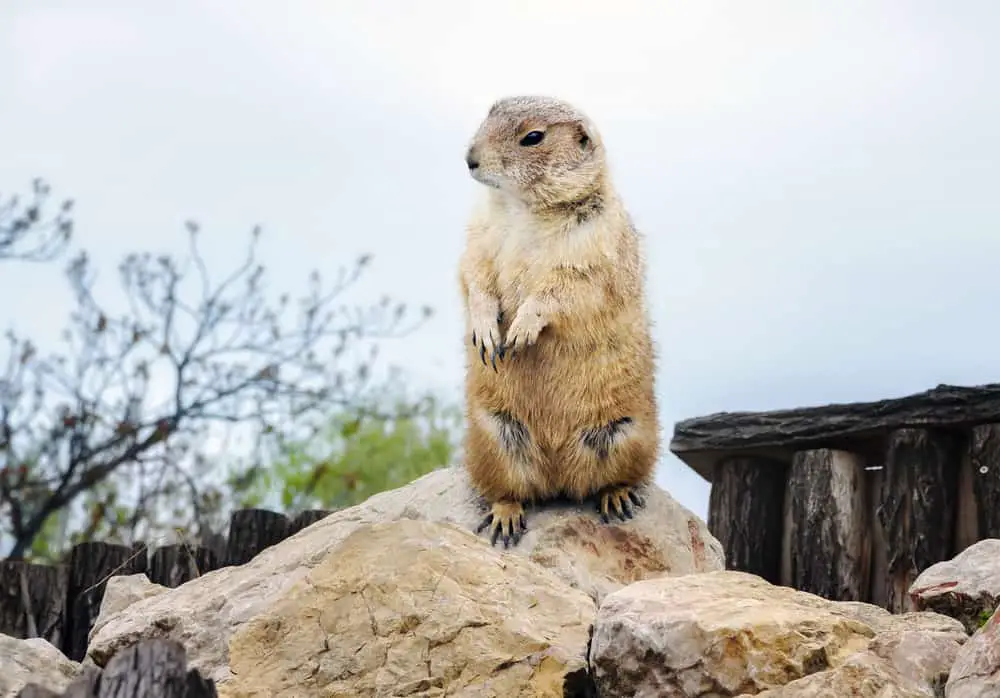 A groundhog resting on a large rock.