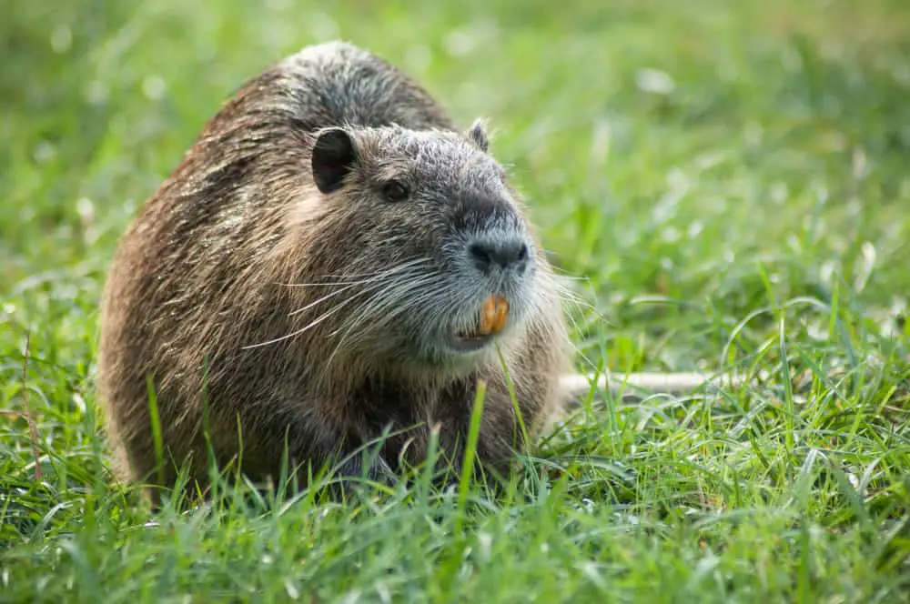 This is an adult Nutria on a grass field.