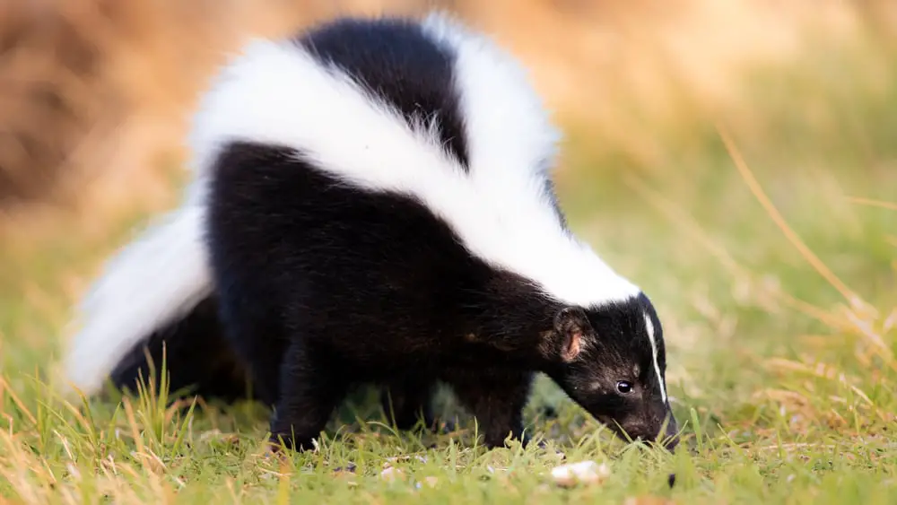 A skunk walking on a field of grass.