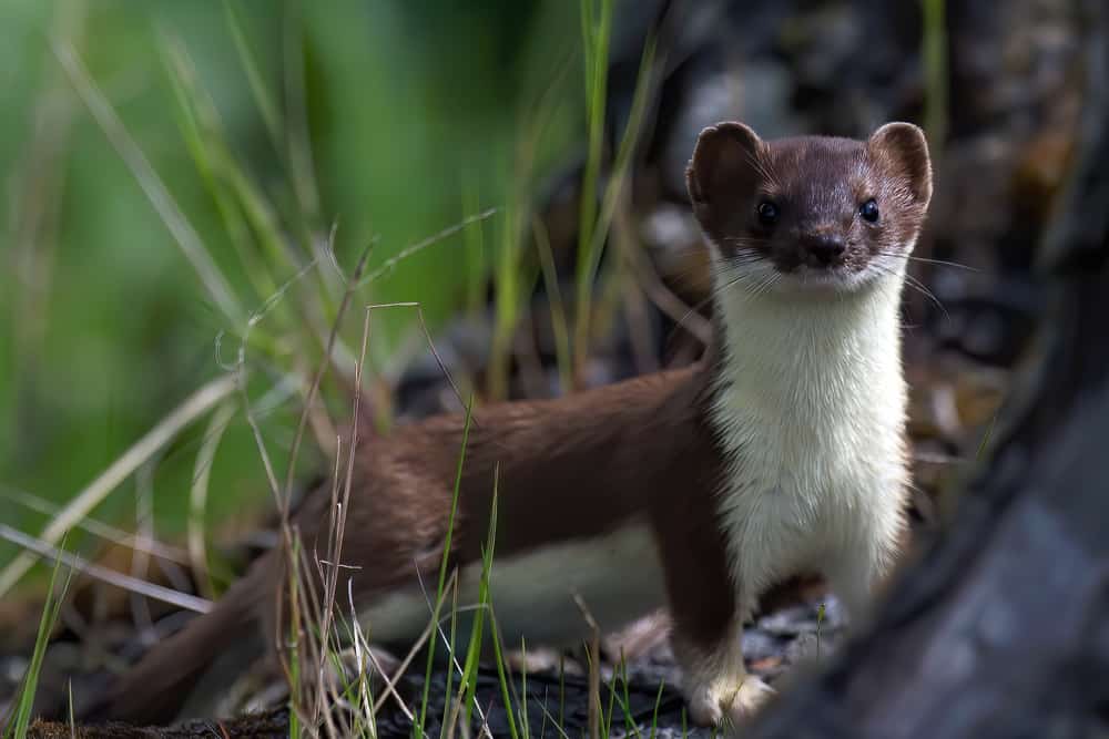 This is a close look at a stoat on a grassy ground.