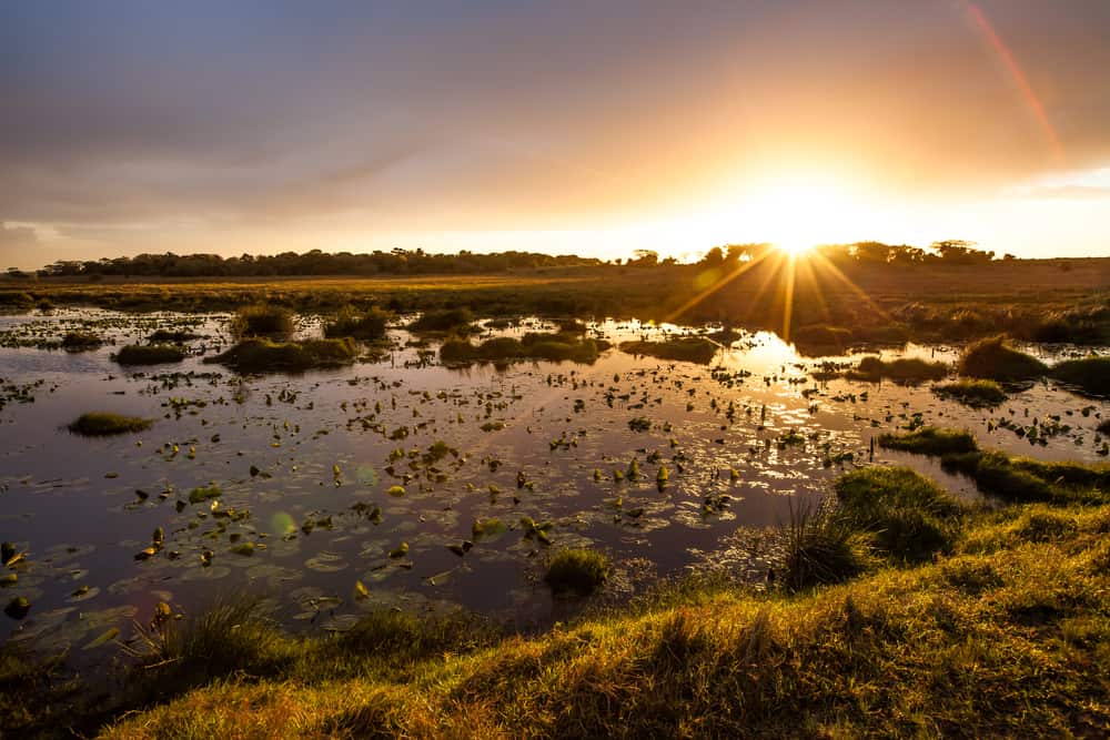 This is a sunset view of a low land with swamp wetland features.