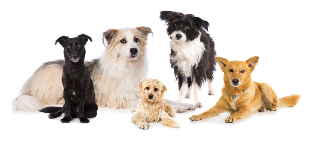 Various dog breeds in different sizes.