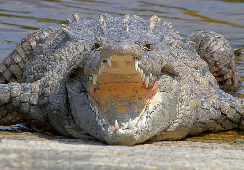 A close look at an American crocodile with its mouth open.