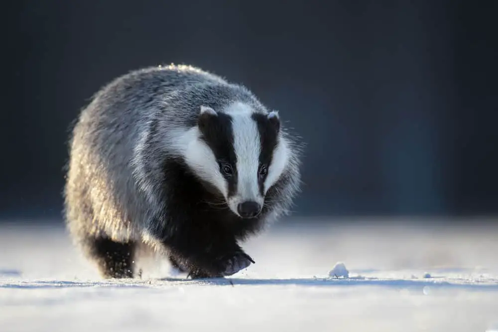 A close look at a badger walking on snow.