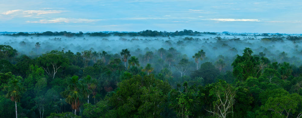 An aerial view of a foggy morning at the Amazon Rainforest.