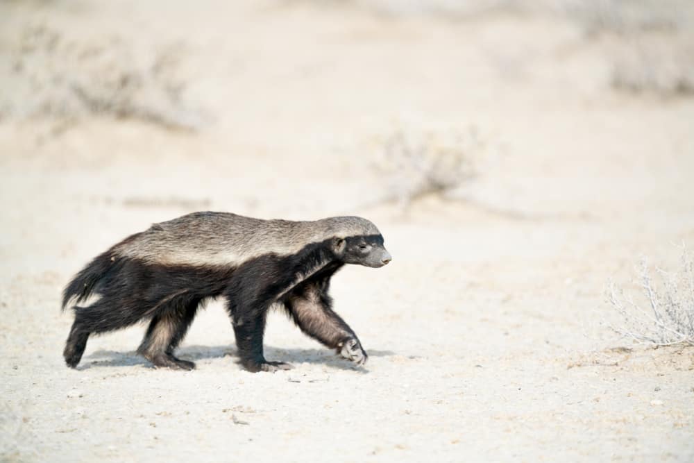 This is a honey badger walking on a dry landscape.