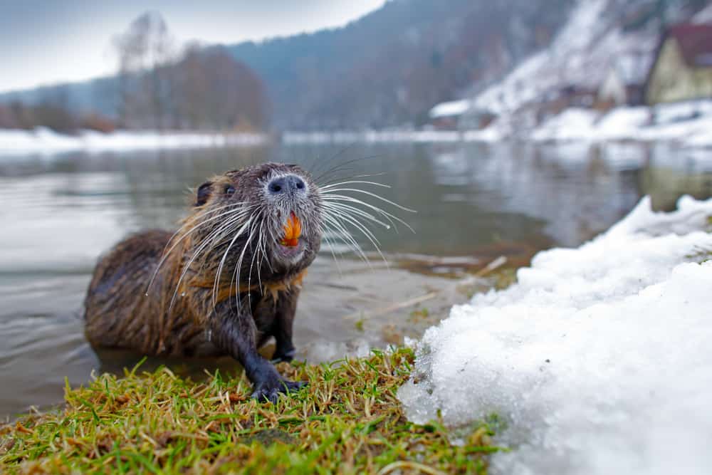 A nutria walking out of snowy waters.