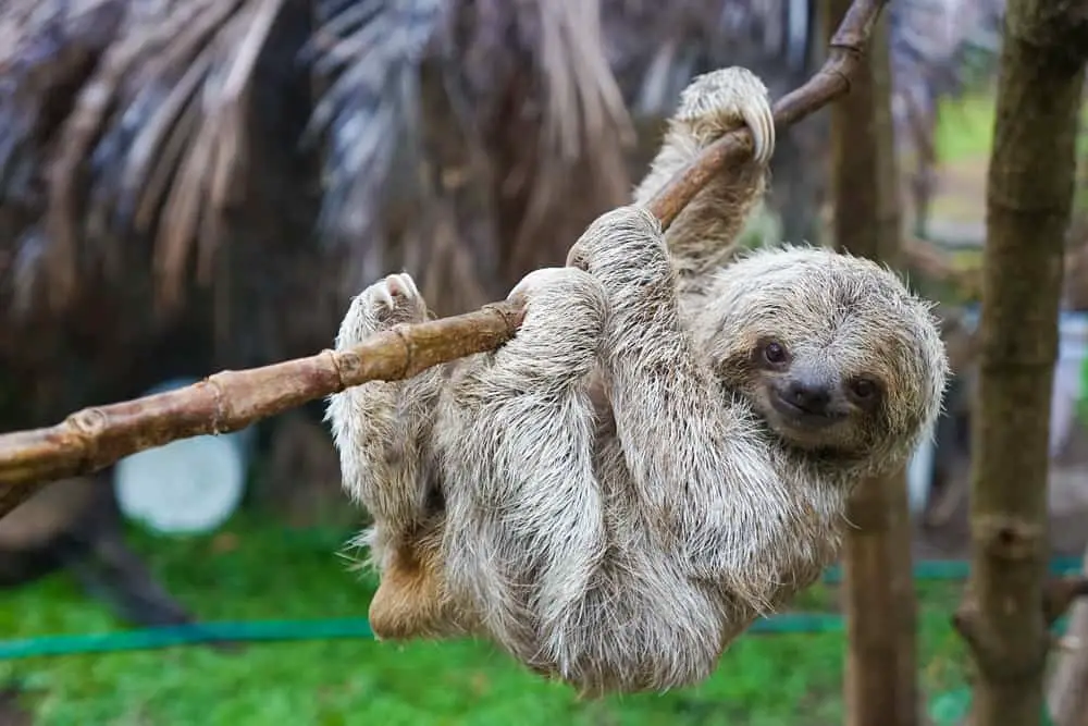 This is a close look at a sloth hanging on a branch.