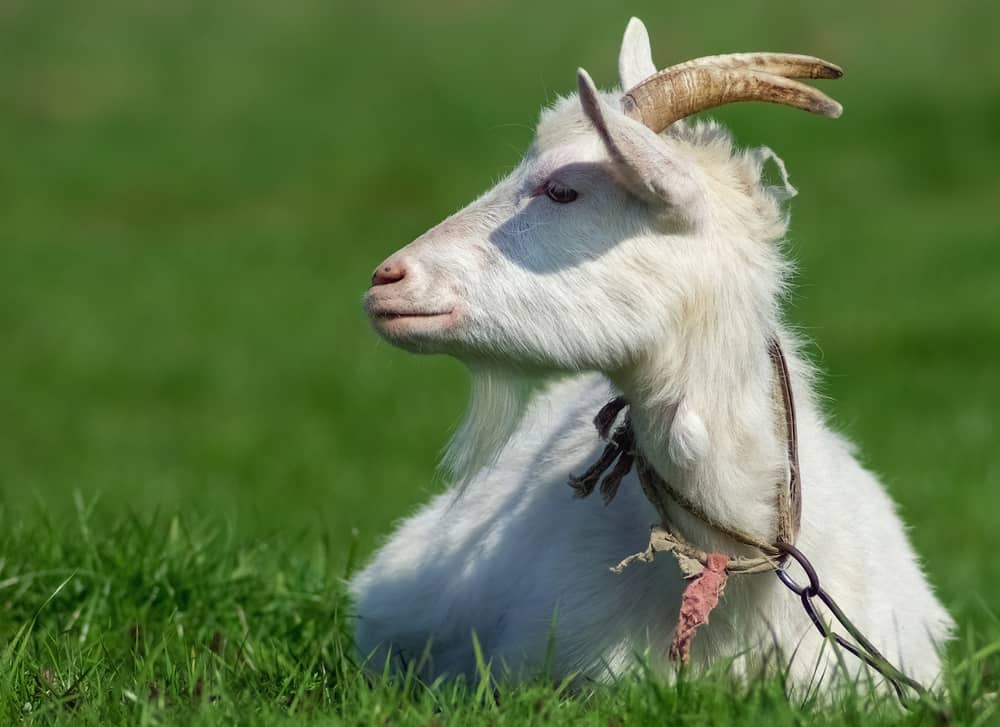 A close look at a white adult goat on a grass field.