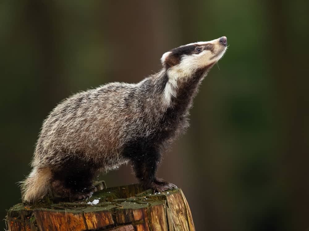 A badger standing on a tree stump.