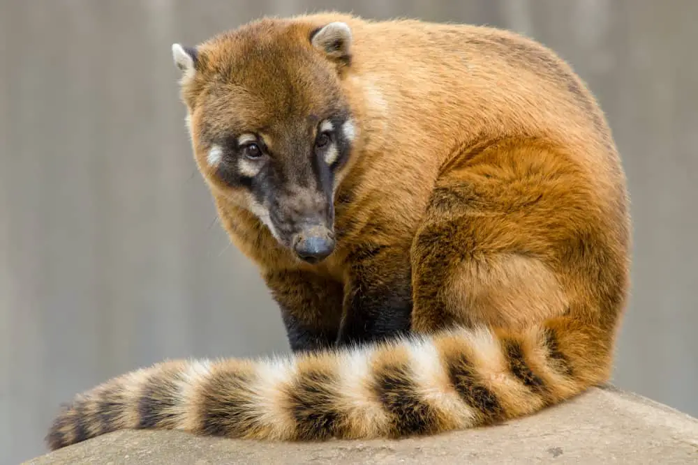 15 Animals Similar to Raccoons - NatureNibble