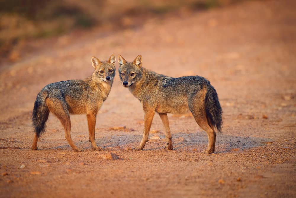 This is a pair of Indian jackals.