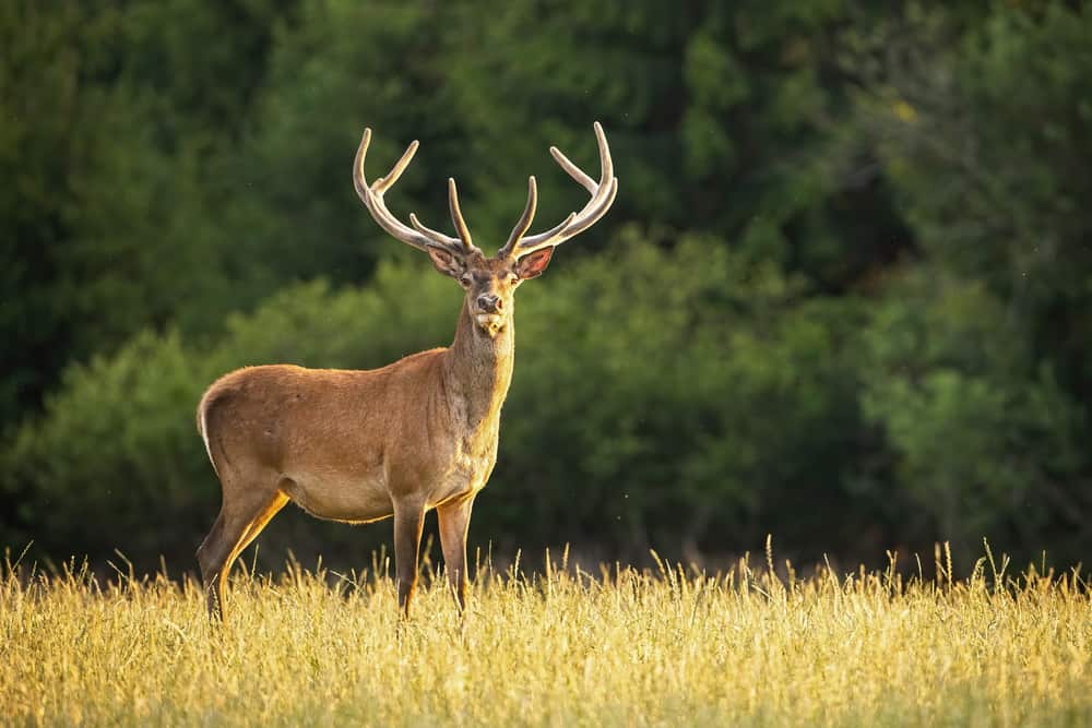 A close look at an adult male deer on a grass field.