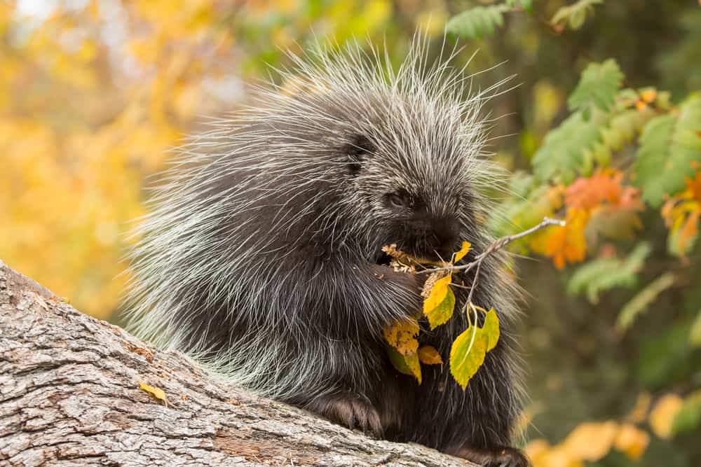 A close look at a North American Porcupine eating on a branch.